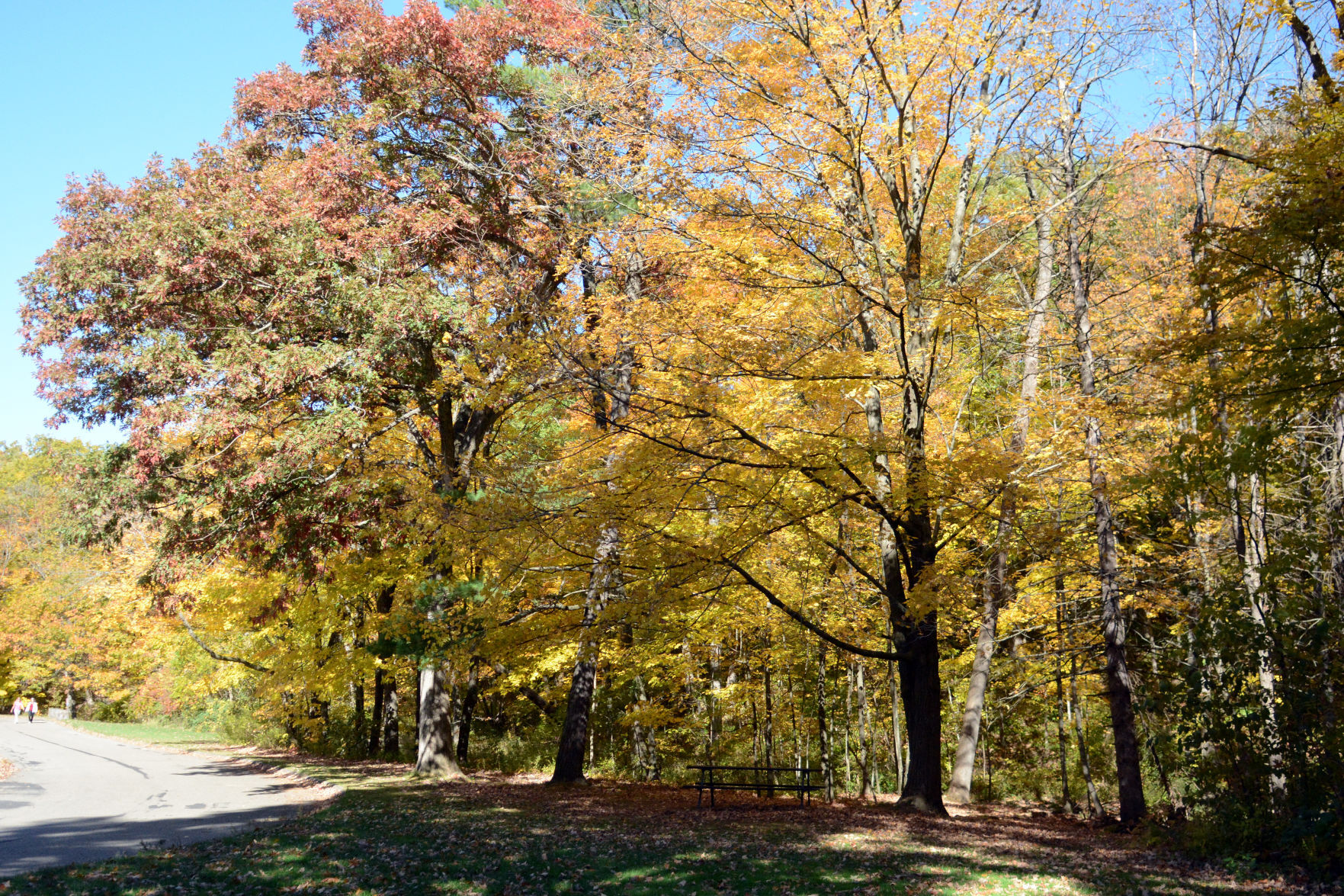 Baraboo area fall color, Oct. 8, 2020